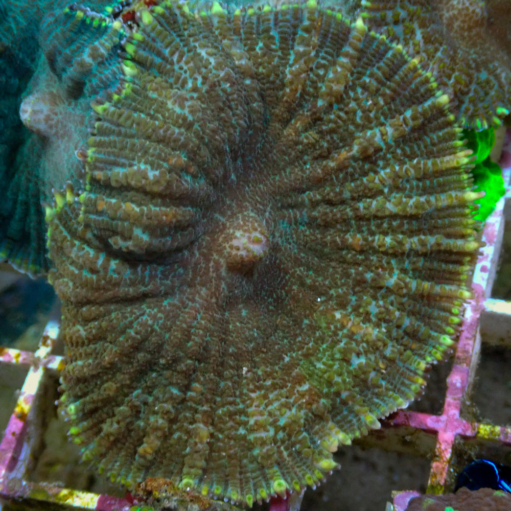 Verde Rhodactis Mushroom (1.5-2”) - Corals Anonymous