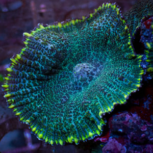 Yellow Rim Green Rhodactis Mushroom (1.5-2”) - Corals Anonymous