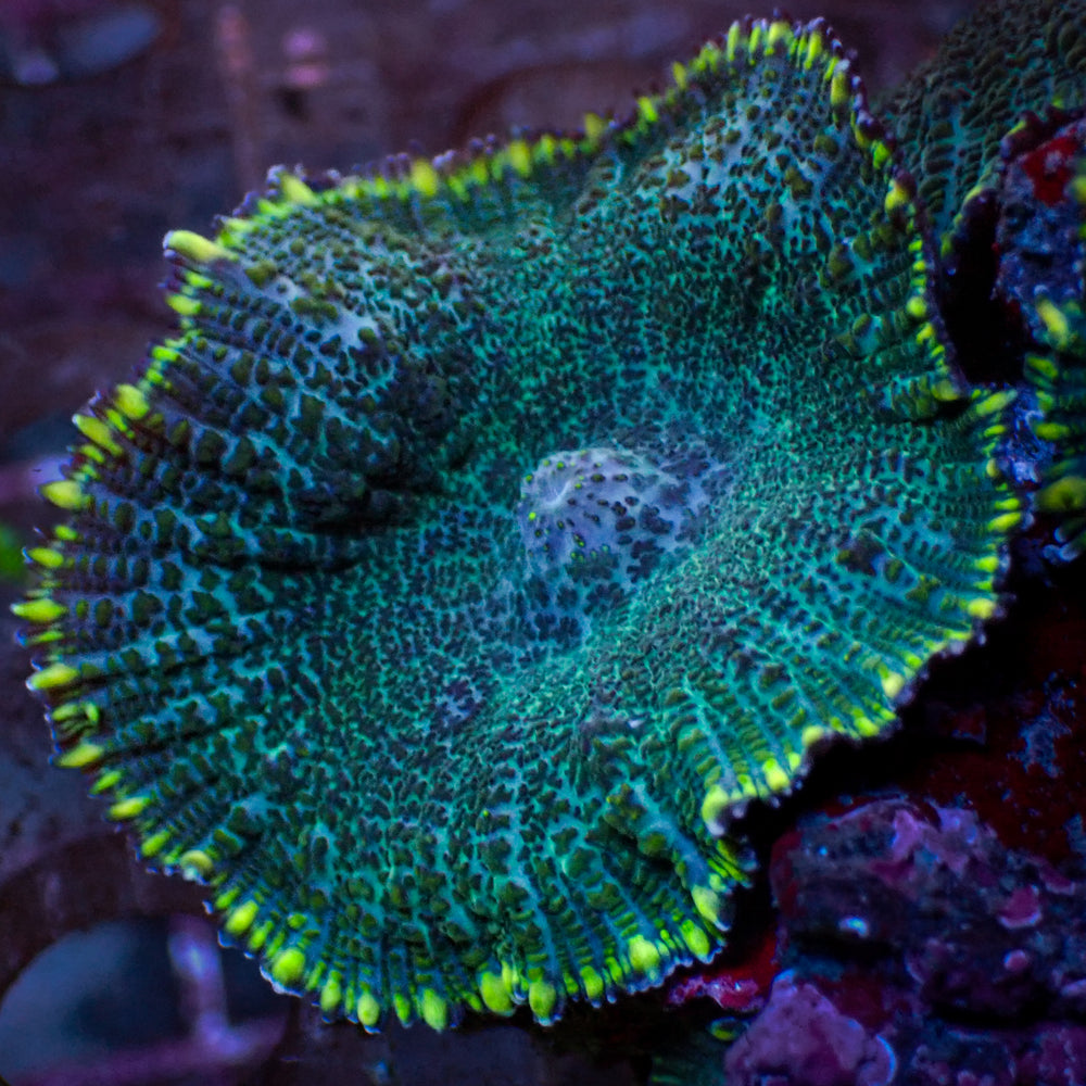 Yellow Rim Green Rhodactis Mushroom (1.5-2”) - Corals Anonymous
