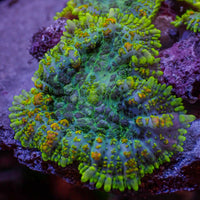Yellow Ring Rhodactis Mushroom - Corals Anonymous