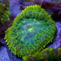 Yellow Ring Rhodactis Mushroom - Corals Anonymous
