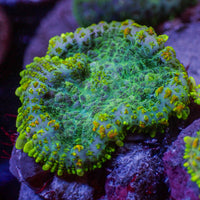 Yellow Ring Rhodactis Mushroom - Corals Anonymous