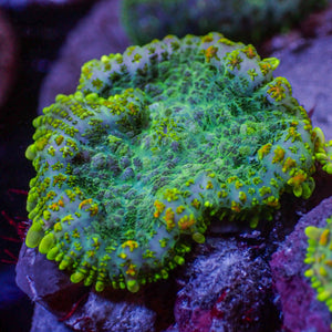 Yellow Ring Rhodactis Mushroom - Corals Anonymous