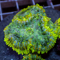 Yellow Ring Rhodactis Mushroom - Corals Anonymous
