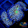 blue rainbow ricordea florida mushroom 