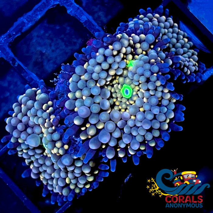 blue rainbow ricordea florida mushroom 