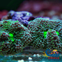Green Florida Ricordea Mushroom Ricordea
