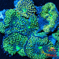 Green Florida Ricordea Mushroom Ricordea
