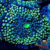 Green Florida Ricordea Mushroom Ricordea
