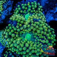Green Florida Ricordea Mushroom Ricordea
