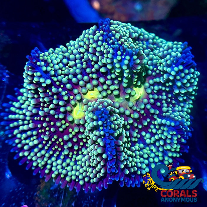 Teal Blue Florida Ricordea Mushroom Ricordea