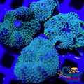 Teal Blue Florida Ricordea Mushroom Ricordea