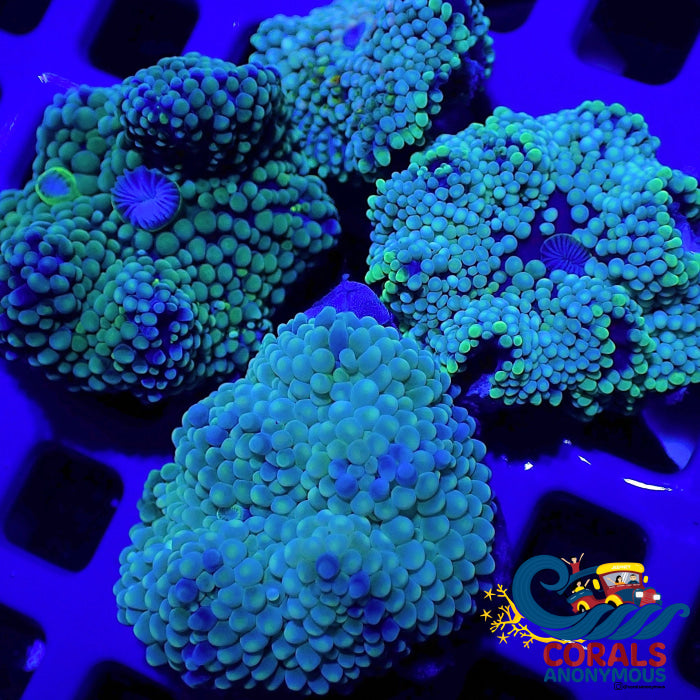 Teal Blue Florida Ricordea Mushroom Ricordea