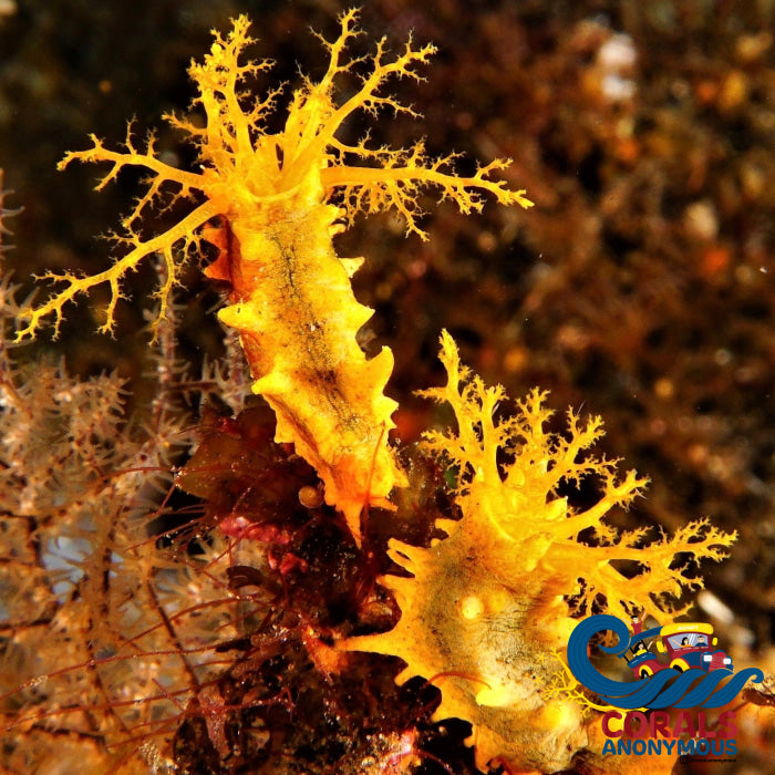 Yellow Sea Cucumber