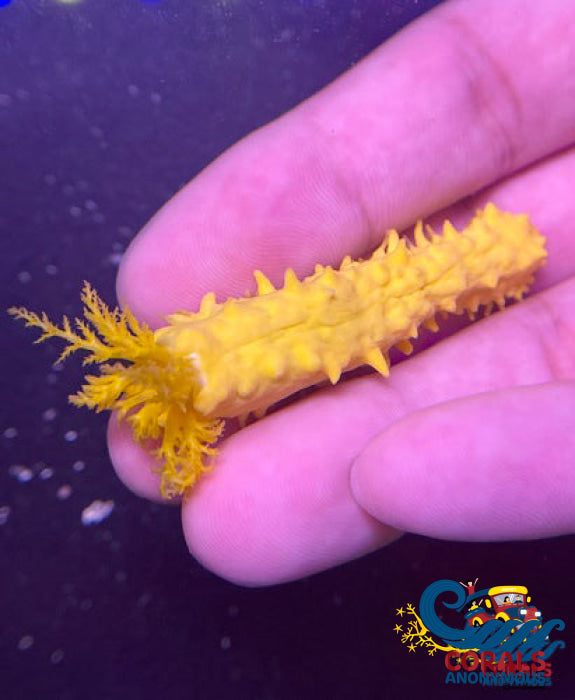 Yellow Sea Cucumber Seacucumber