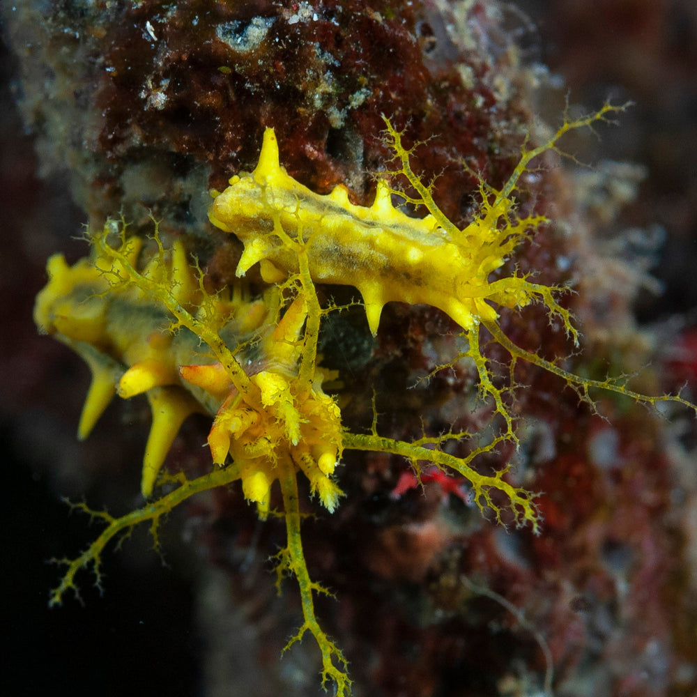 Yellow Sea Cucumber - Corals Anonymous