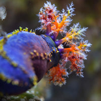 Bloody Red Sea Apple Sea Cucumber - Corals Anonymous
