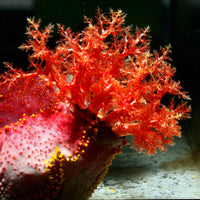 Bloody Red Sea Apple Sea Cucumber - Corals Anonymous