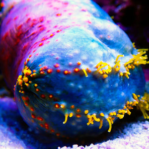 Bloody Red Sea Apple Sea Cucumber - Corals Anonymous
