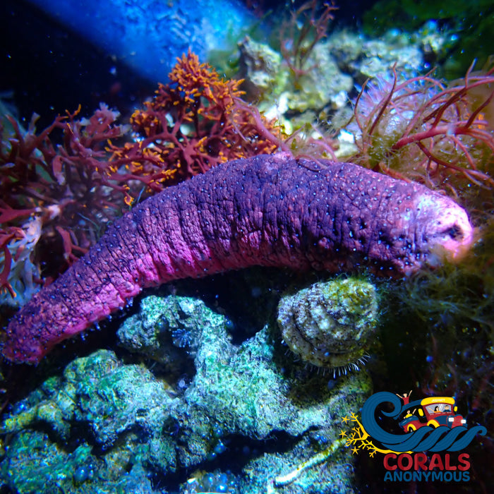 Long Black Pink Sea Cucumber (3-5) Seacucumber