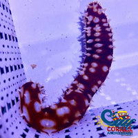 Tiger Sea Cucumber Seacucumber

