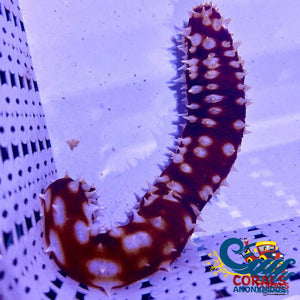 Tiger Sea Cucumber Seacucumber