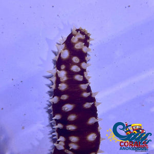 Tiger Sea Cucumber Seacucumber