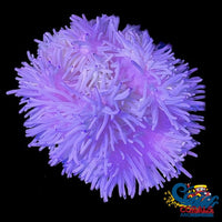 Blue Tip White Sebae Anemone (3-7 When Fully Expanded) Sebaeanemone
