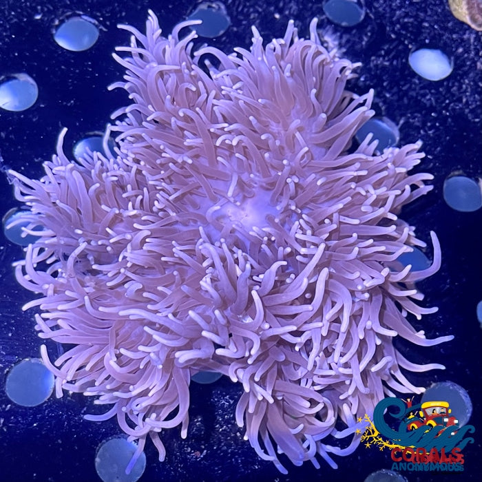 Pearl Tip Sebae Anemone (4-5) Sebaeanemone