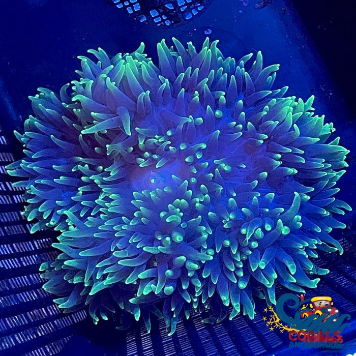 *anemone* WA Rainbow Bubble Tip Anemone - Entacmaea quadricolor
