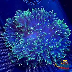 Purple Flash Sebae Anemone (4-5 When Fully Expanded) Sebaeanemone