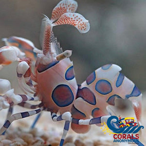 Harlequin Shrimp Shrimp