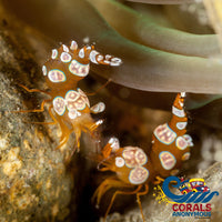 Sexy Shrimp (Pack Of 3) Shrimp
