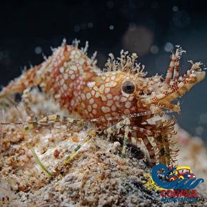 Marbled Monkey Shrimp