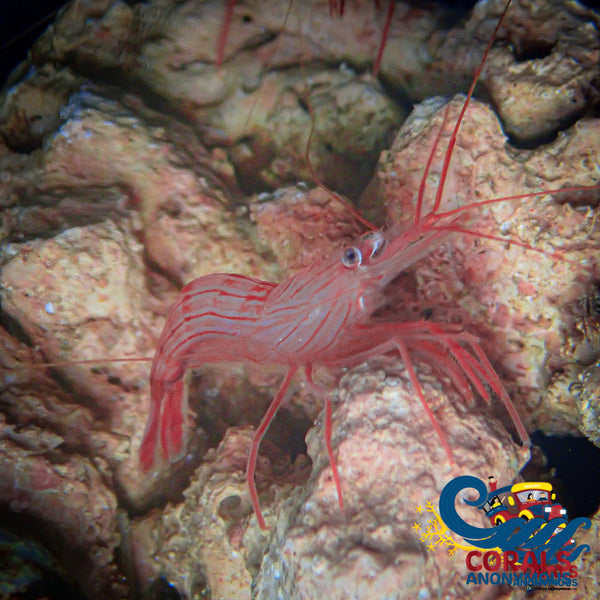 Lysmata wurdemanni peppermint shrimp aiptasia eating