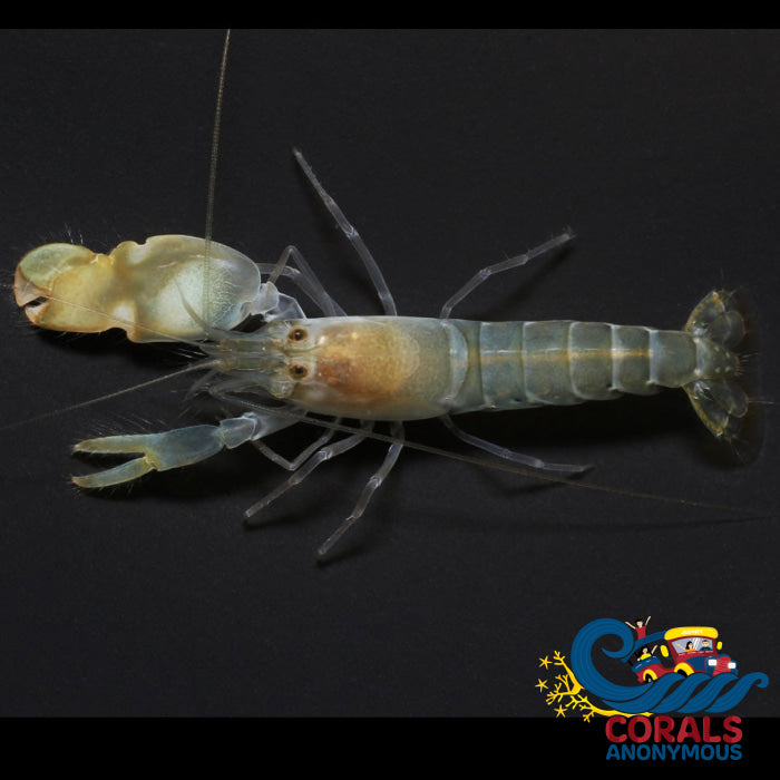 Tiger Pistol Shrimp Shrimp