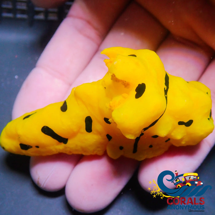 Banana Sea Slug 