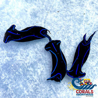 Velvet Sea Slug Nudibranch (Chelidonura Varians) Slug
