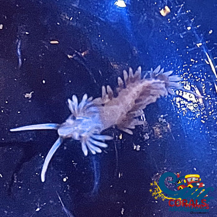 Berghia Nudibranch Slug