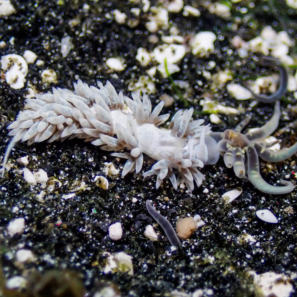 Berghia Nudibranch (Aptasia Eater) - Corals Anonymous