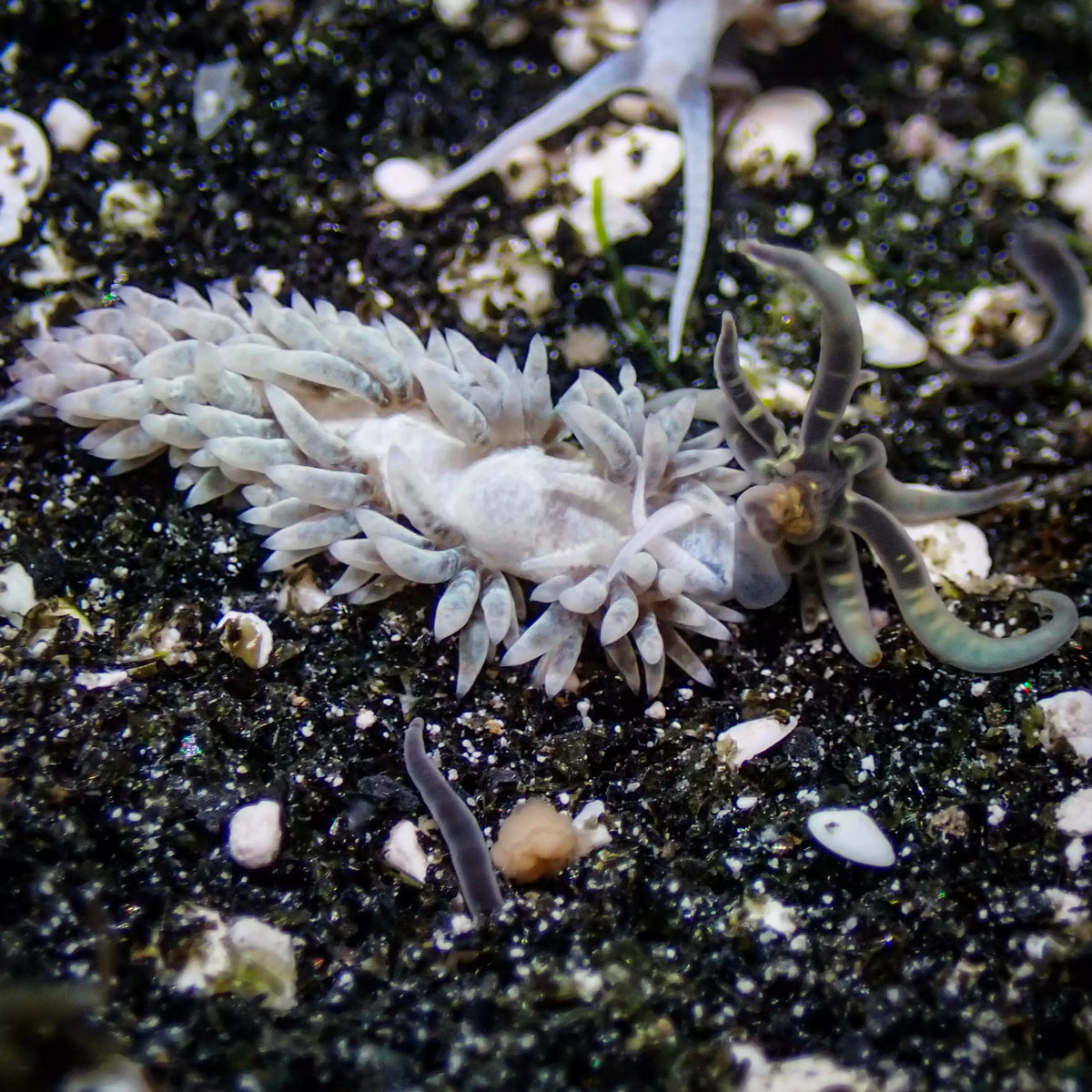 Berghia Nudibranch (Aptasia Eater) - Corals Anonymous