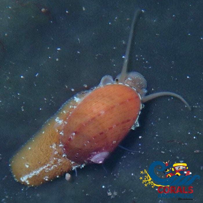 Stomatella Snail (Algae Eater) Snail