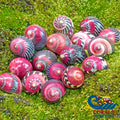 Red Racer Nerite Snails (Pack Of 3) Snail