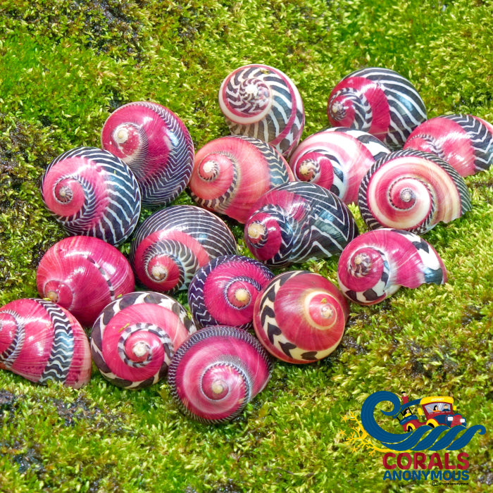 Red Racer Nerite Snails (Pack of 3) | Corals Anonymous