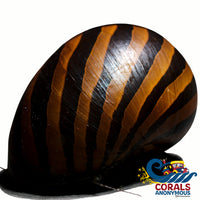 Yellow Racer Nerite Snails (Pack Of 3) Snail
