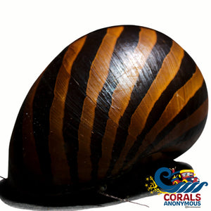 Yellow Racer Nerite Snails (Pack Of 3) Snail