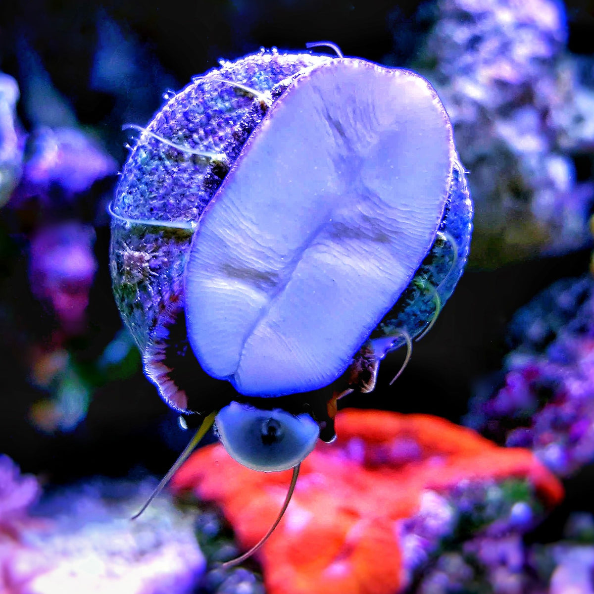 Large Banded Trochus Snails