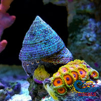 Large Banded Trochus Snails - Corals Anonymous
