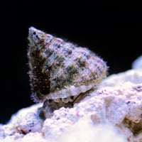 Large Turban Snails - Corals Anonymous