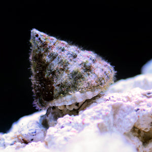 Large Turban Snails - Corals Anonymous
